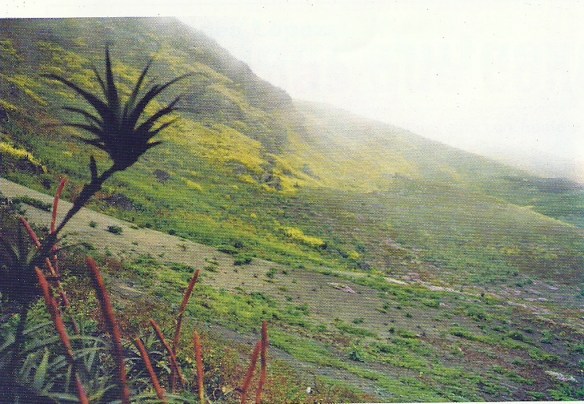 Lomas de Mongón en Casma
